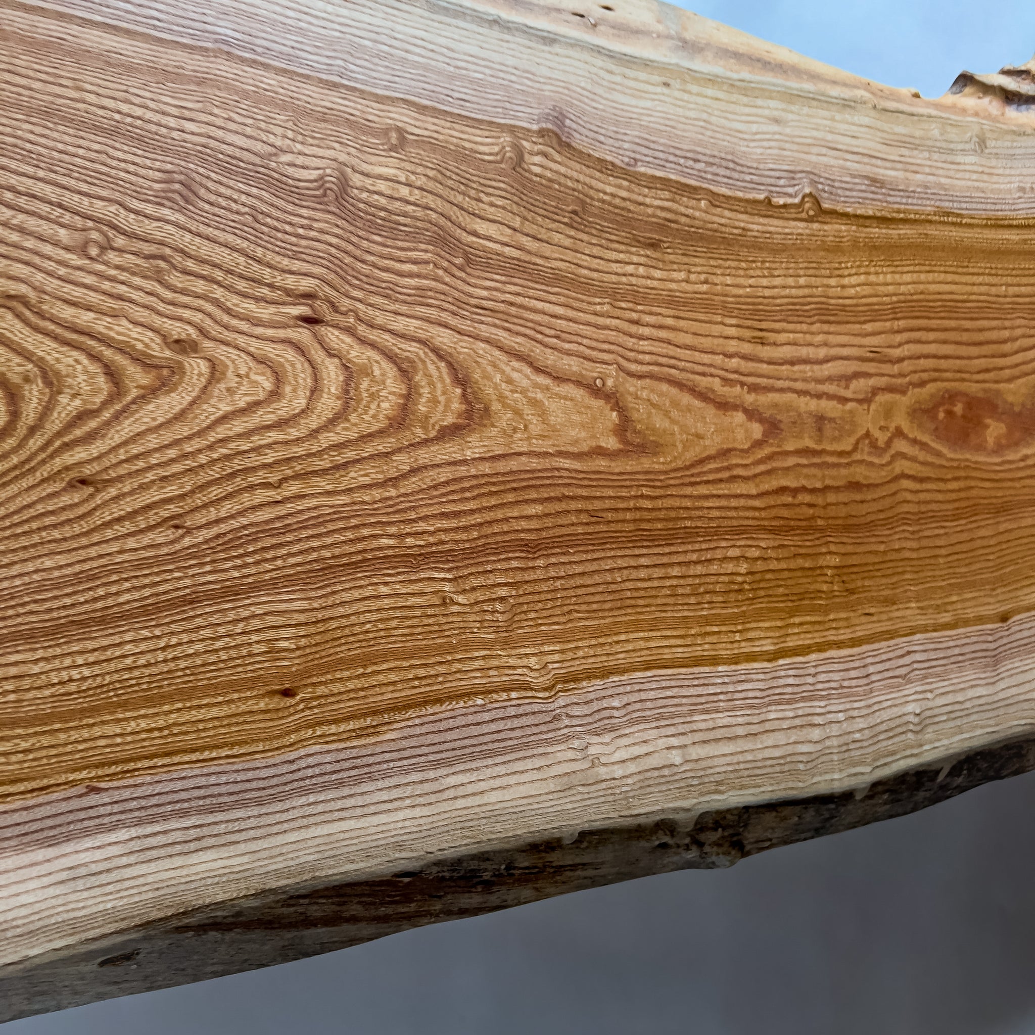 No.2126　欅（けやき）/一枚板カウンター