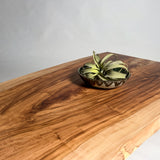 No.2184　栃（とち）/一枚板リビングテーブル