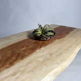 No.2182　栃（とち）/一枚板リビングテーブル