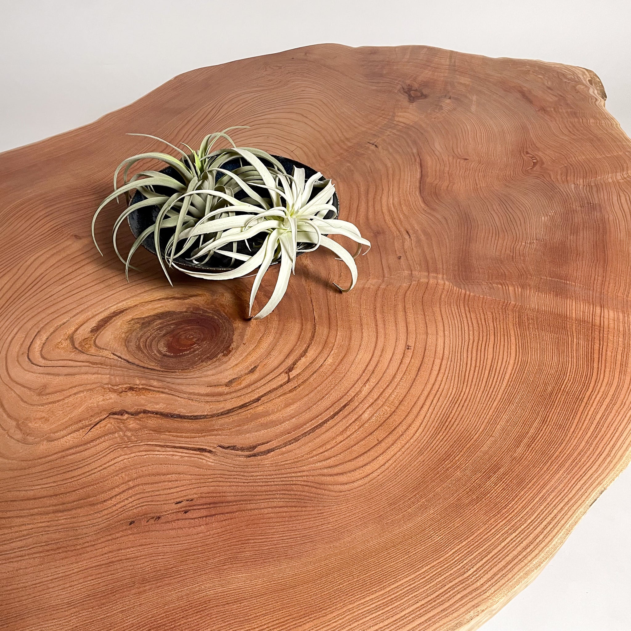 KIDOMEIMOKU センダン一枚板ダイニングテーブル｜180cm(4～6人掛け