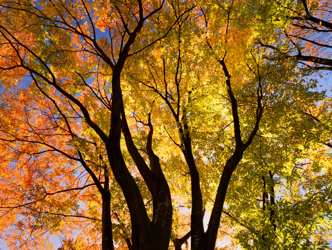 欅並木のイメージ
