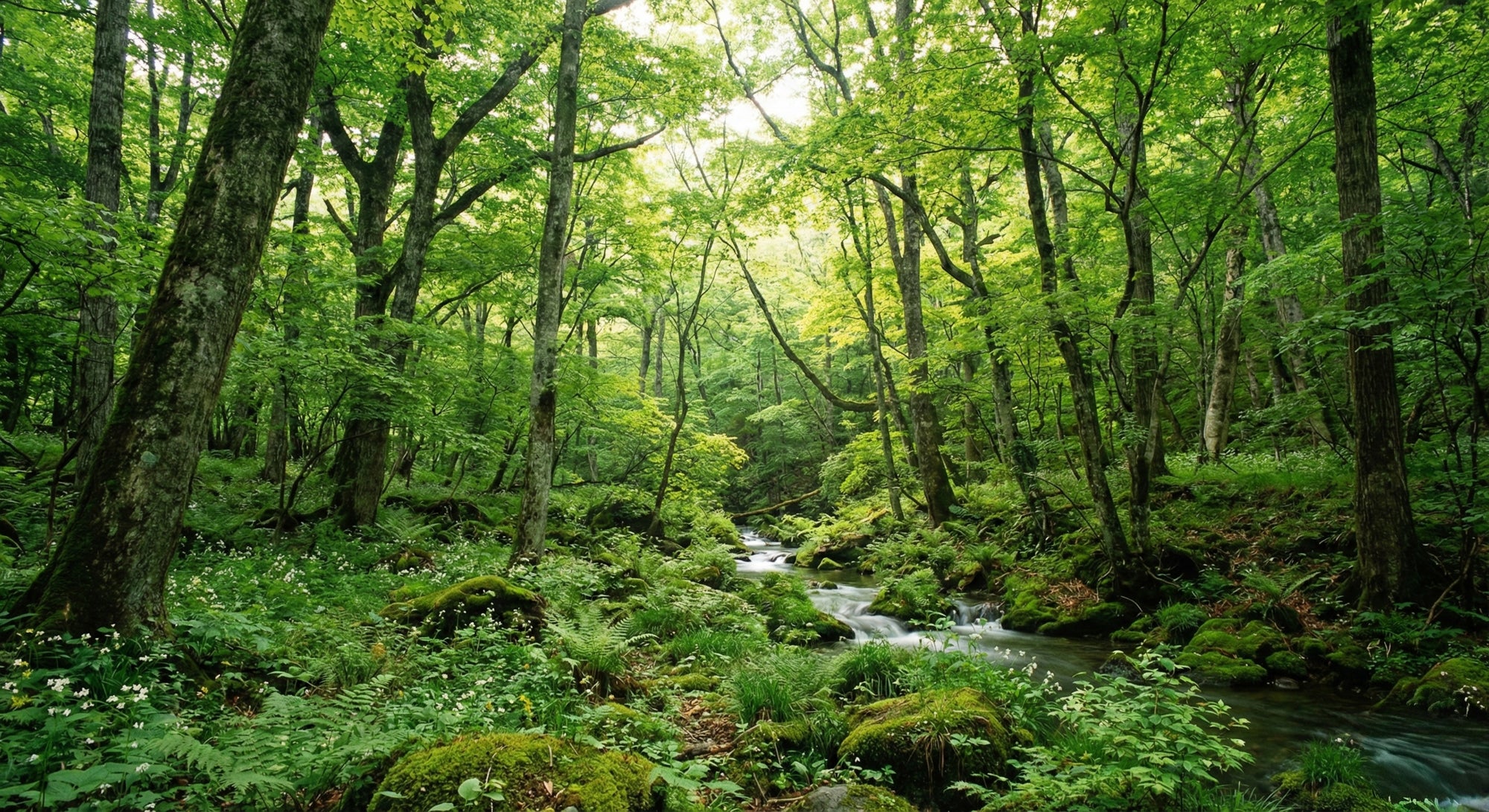一枚板 樹種の違いと特徴一覧｜鬼童銘木 – 【公式】鬼童銘木