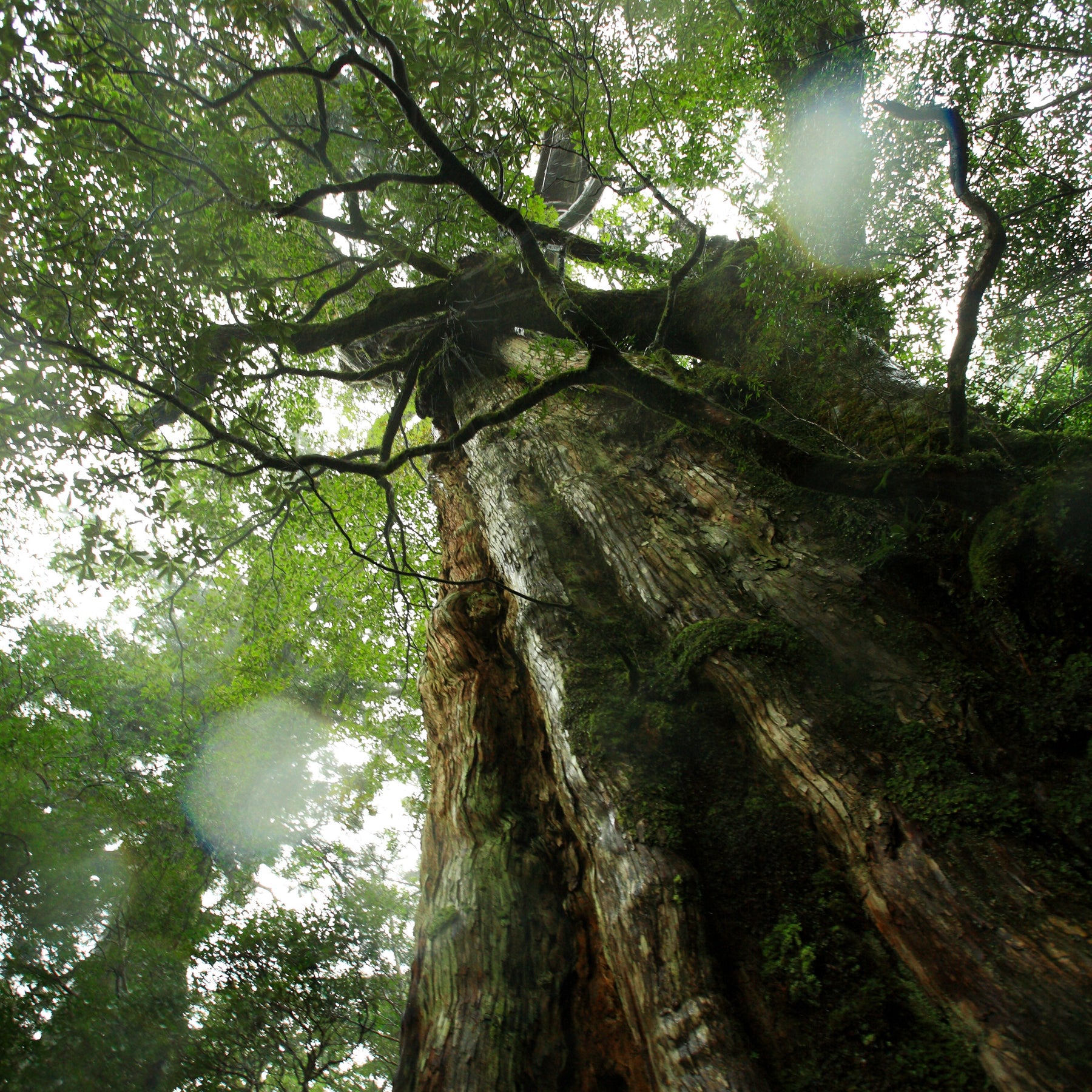 屋久杉の木肌